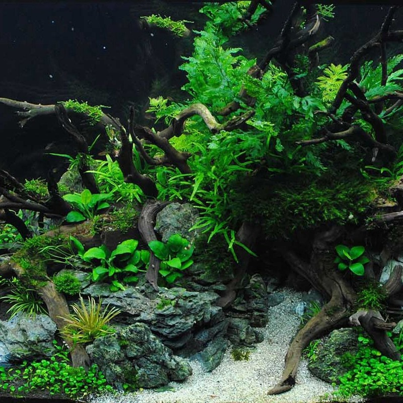 ⛰️🌿 Decorazione Scenografica in Legno per Acquario - Il Tuo Paesaggio Sommerso!