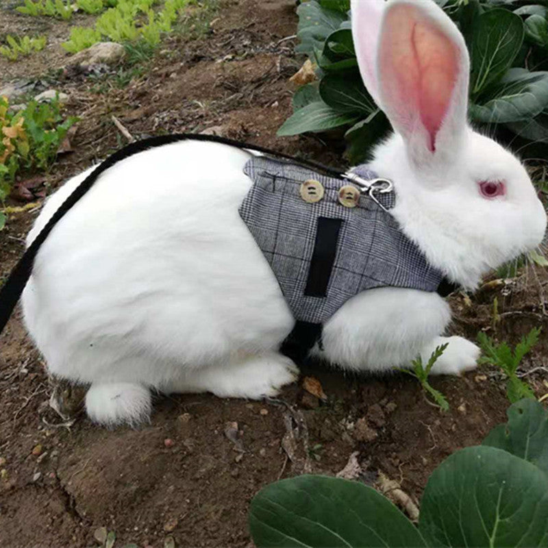 Pettorina Elegante a Gilet per Conigli: Passeggiate Sicure, Stile Unico e Zero Fughe 🐰🎩