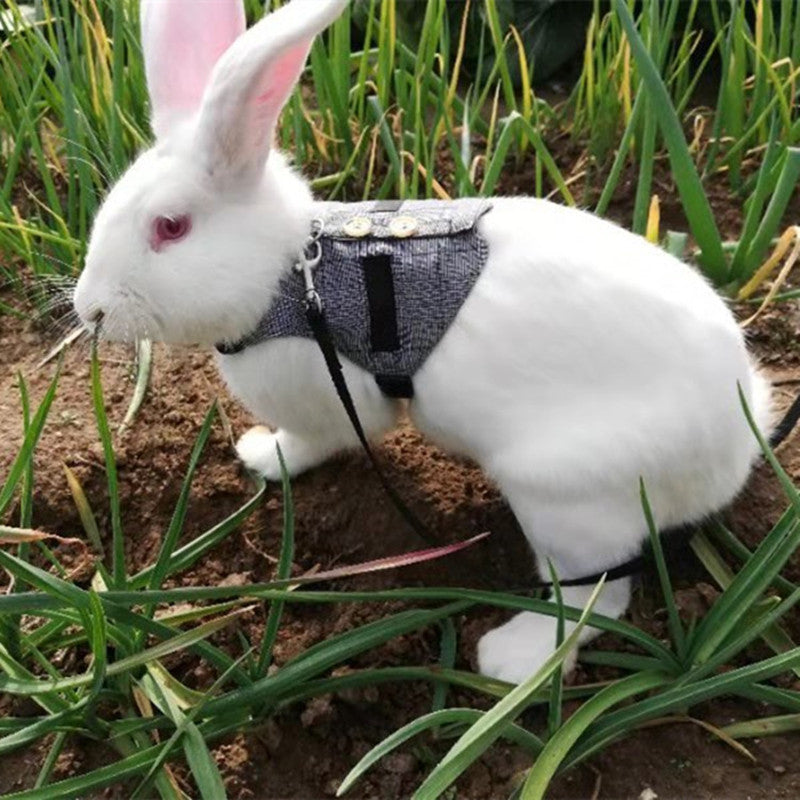 Pettorina Elegante a Gilet per Conigli: Passeggiate Sicure, Stile Unico e Zero Fughe 🐰🎩