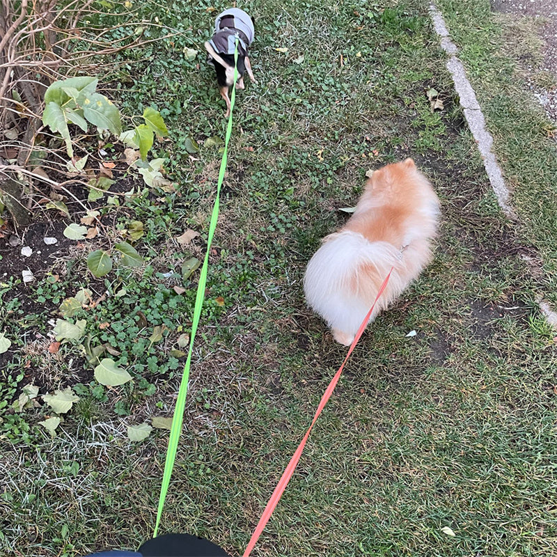 Guinzaglio "Twin-Power" 360°: Due Cani, Zero Gatti da Pelare e Controllo Totale 🐕‍🦺🐕‍🦺