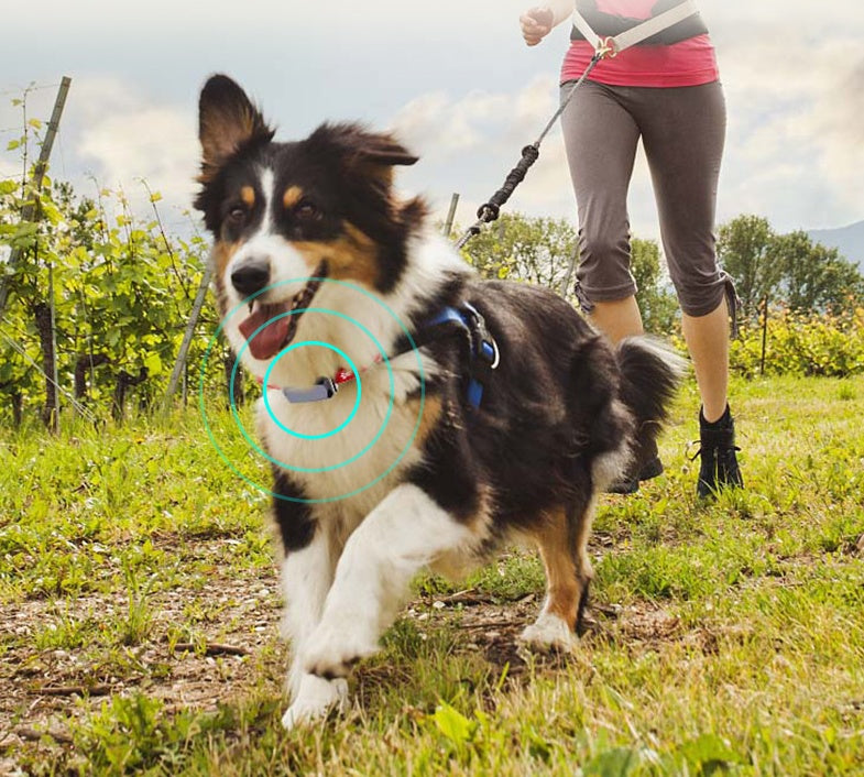 🌍📍 Collare Localizzatore GPS BeiDou per Cani con Luci LED - Massima Sicurezza!