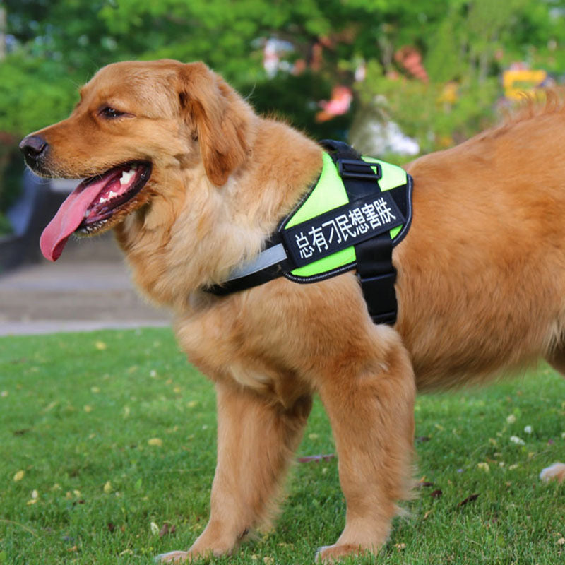 Pettorina "MyName" Personalizzata: Riconoscimento Immediato, Sicurezza e Zero Smarrimenti 🐕🏷️
