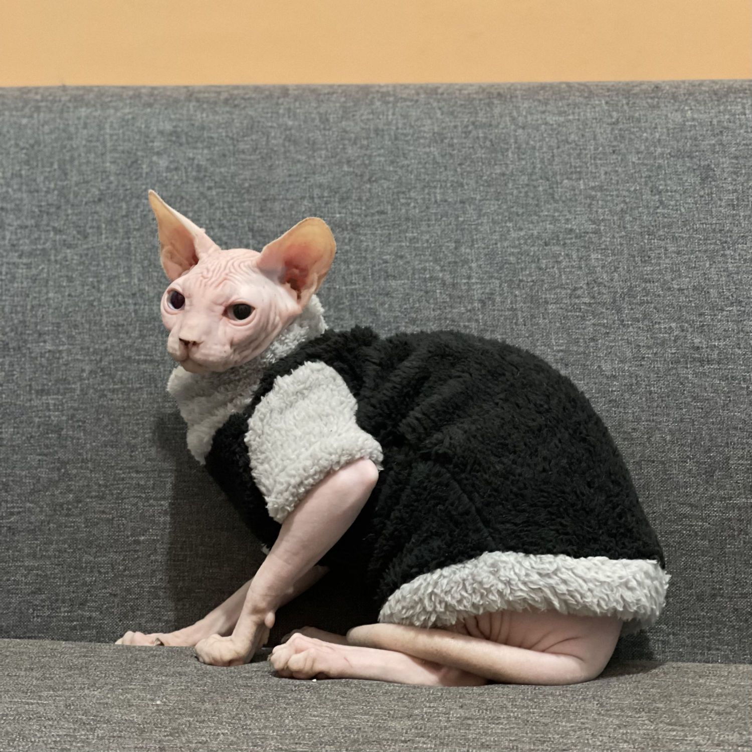 Maglione Termico Invernale per Gatti: Calore Avvolgente, Tessuto Elastico e Zero Brividi 🧶😻