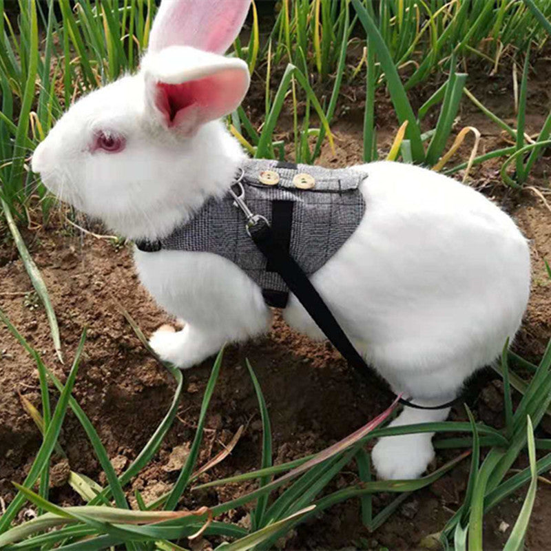 Pettorina Elegante a Gilet per Conigli: Passeggiate Sicure, Stile Unico e Zero Fughe 🐰🎩