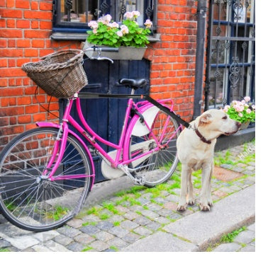 🐶🚴 Guinzaglio da Bicicletta per Cani con Ammortizzatore - Pedala in Totale Sicurezza!