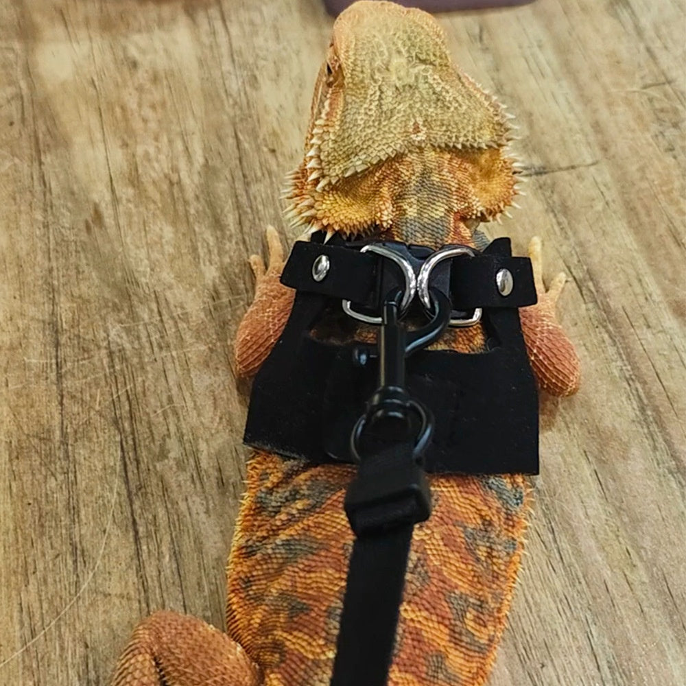 Pettorina Premium per Rettili: Trasformalo in un Piccolo Drago! 🐉