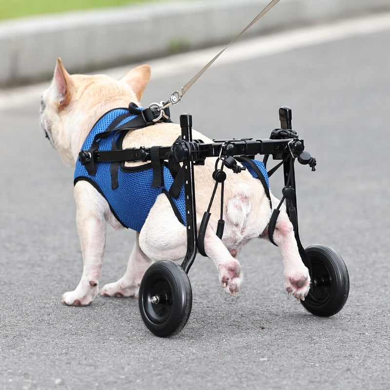 Carrellino Ortopedico Riabilitativo: Ridagli la Gioia di Correre! ❤️