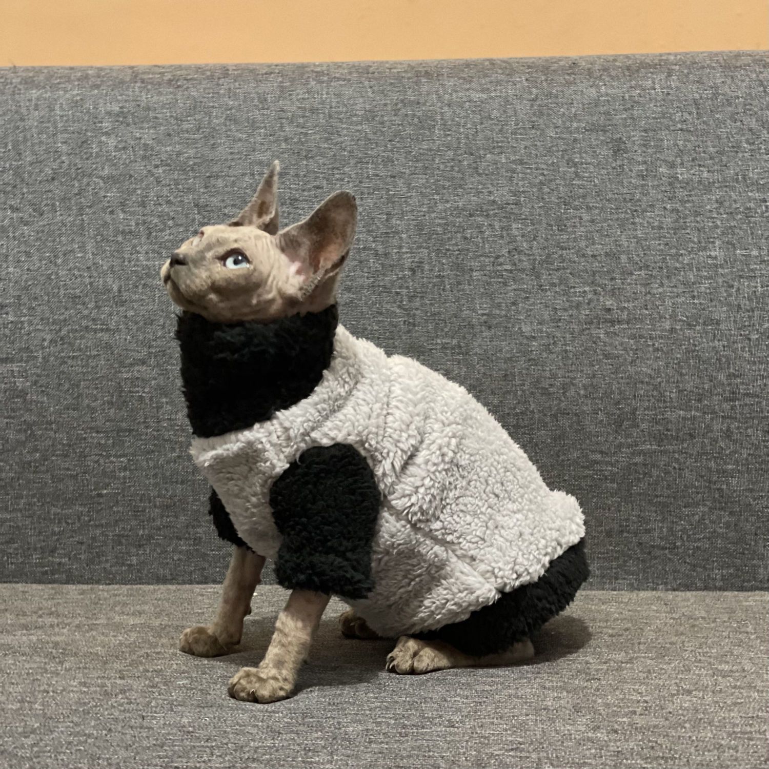 Maglione Termico Invernale per Gatti: Calore Avvolgente, Tessuto Elastico e Zero Brividi 🧶😻