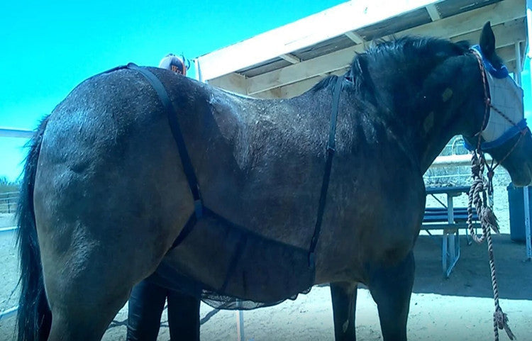 🐴🛡️ Fascia Protettiva Traspirante per Ventre Cavallo - Scudo Totale contro Insetti e Tafani!