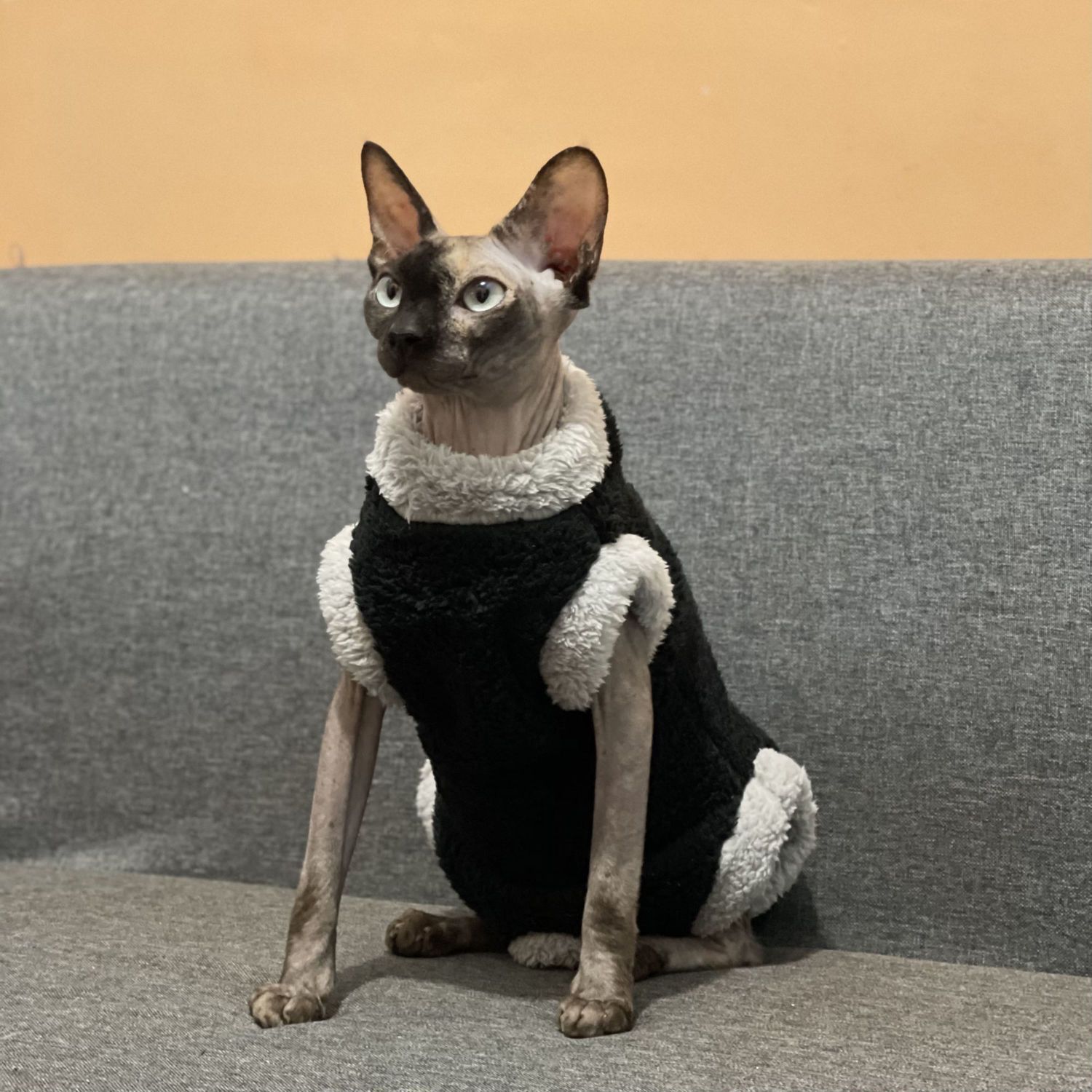 Maglione Termico Invernale per Gatti: Calore Avvolgente, Tessuto Elastico e Zero Brividi 🧶😻