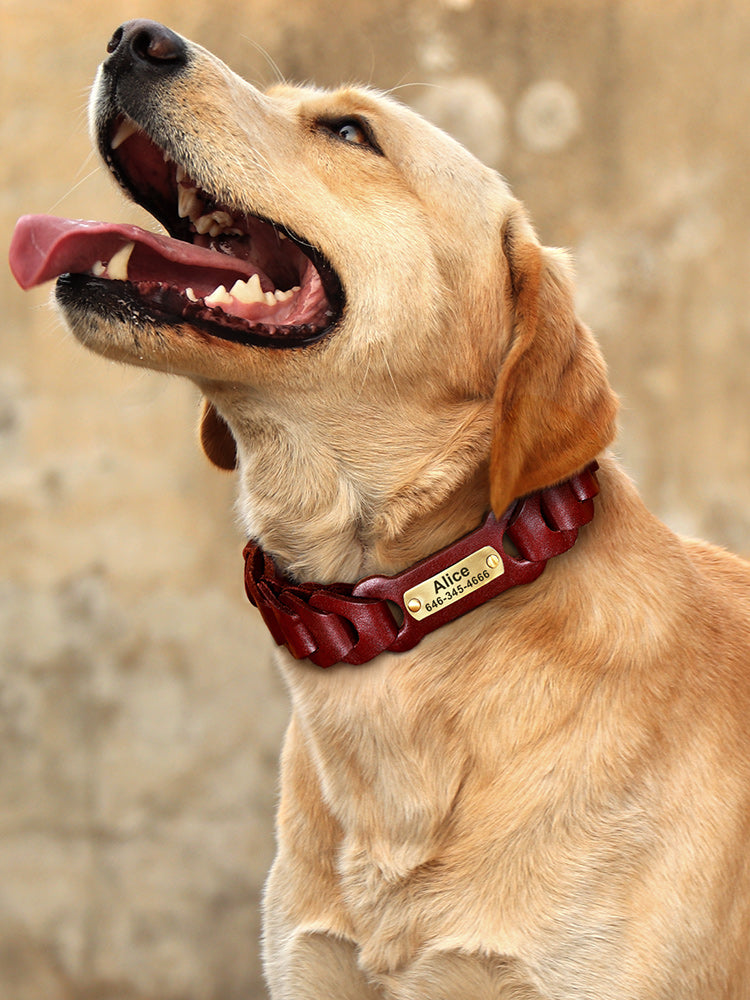 Collare Premium in Ecopelle: Stile Classico, Morbidezza Estrema e Zero Sfregamenti 🤎🐾