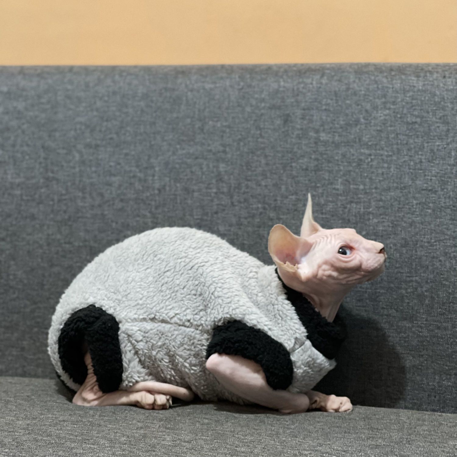 Maglione Termico Invernale per Gatti: Calore Avvolgente, Tessuto Elastico e Zero Brividi 🧶😻